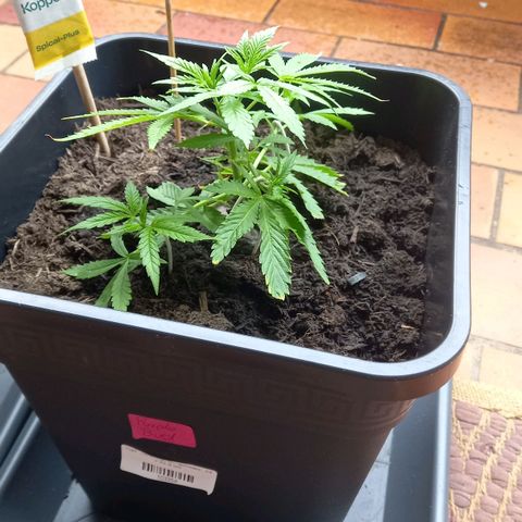 Purple Bud growlog timeline photo
