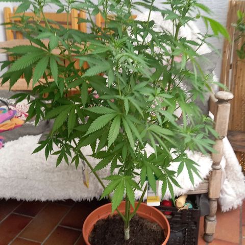 Purple Bud growlog timeline photo