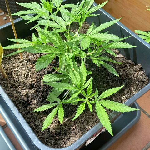 Purple Bud growlog timeline photo