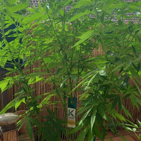 Purple Bud growlog timeline photo
