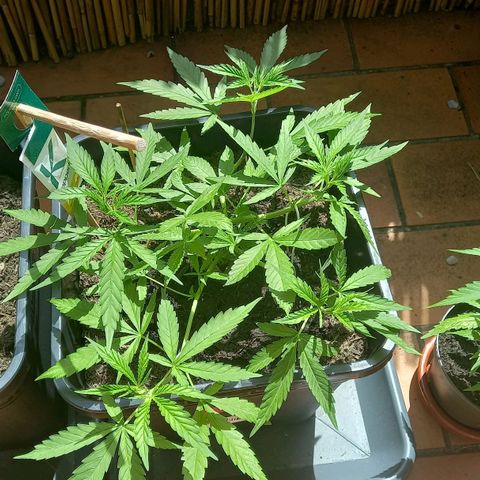Purple Bud growlog timeline photo