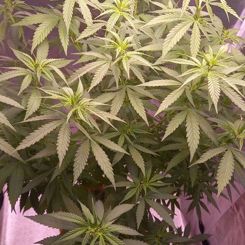 Purple Bud growlog timeline photo