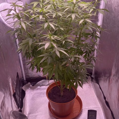 Purple Bud growlog timeline photo
