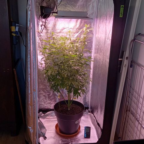 Purple Bud growlog timeline photo