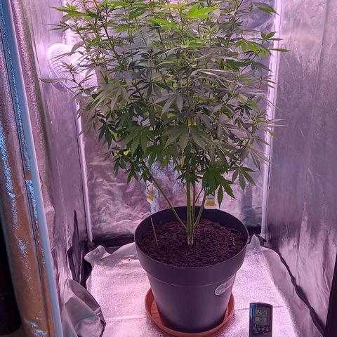 Purple Bud growlog timeline photo