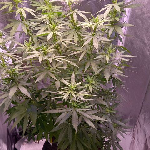 Purple Bud growlog timeline photo