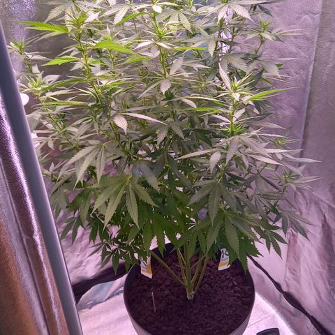 Purple Bud growlog timeline photo
