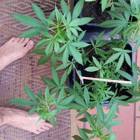 Purple Bud growlog photo: Steckling