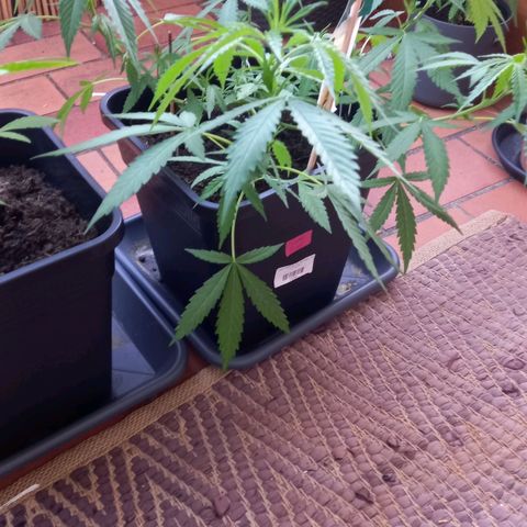 Purple Bud growlog photo: Steckling