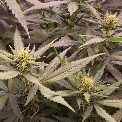 Purple Bud growlog photo: Mutterpflanze