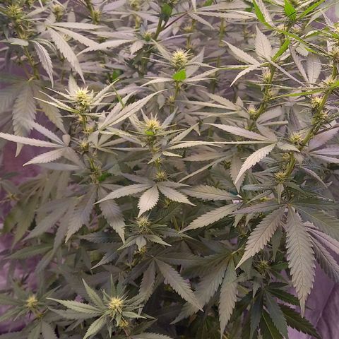 Purple Bud growlog photo: Mutterpflanze