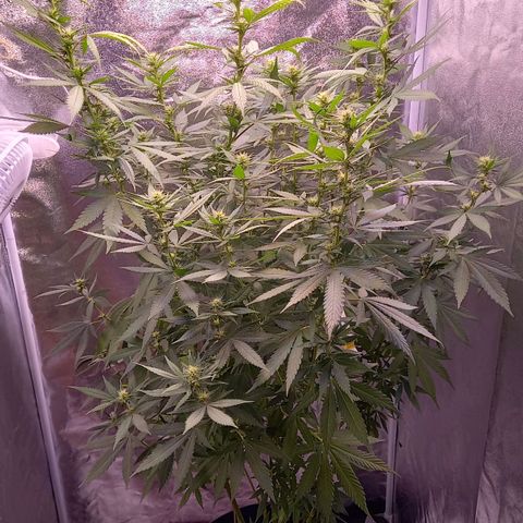 Purple Bud growlog photo: Mutterpflanze