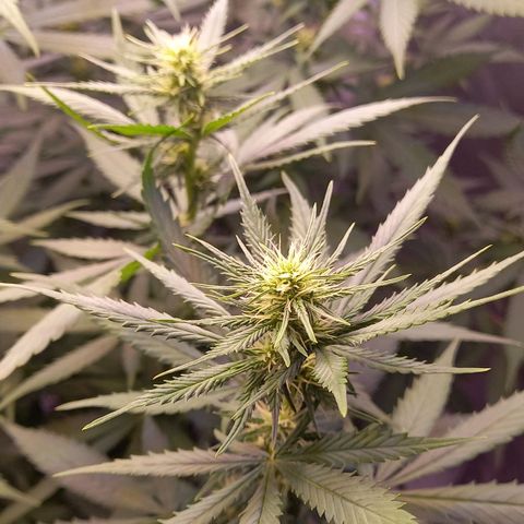 Purple Bud growlog photo: Mutterpflanze