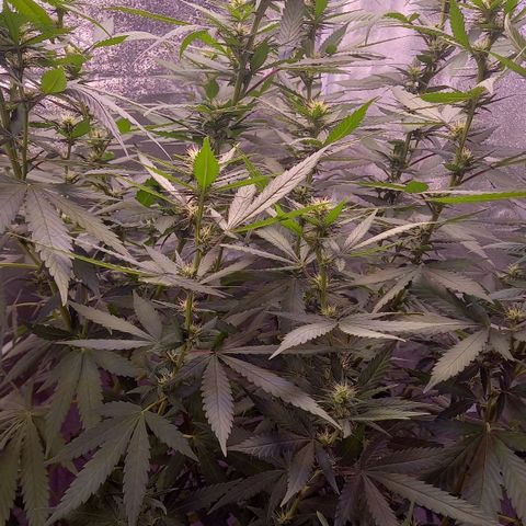 Purple Bud growlog photo: Mutterpflanze