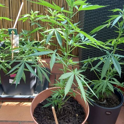 Purple Bud growlog photo: Clone