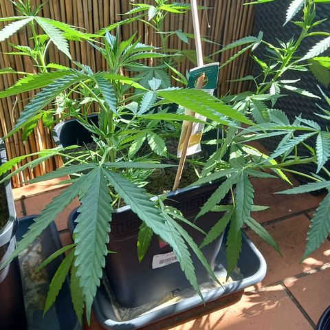 Purple Bud growlog photo: Clone