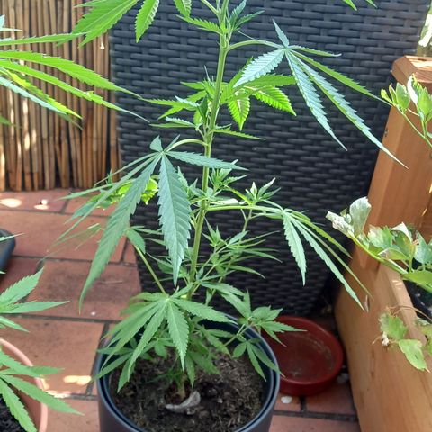 Purple Bud growlog photo: Clone