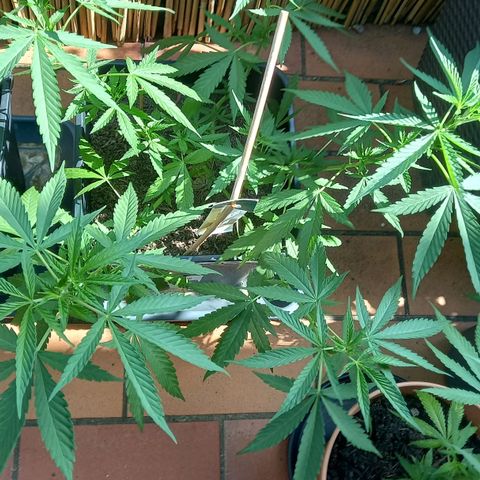 Purple Bud growlog photo: Clone
