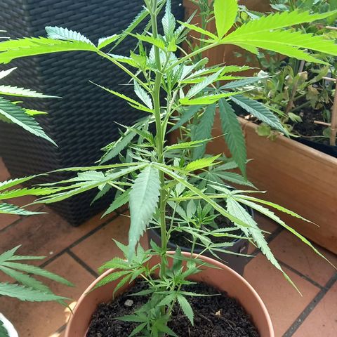 Purple Bud growlog photo: Clone