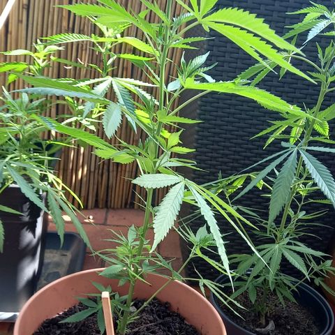 Purple Bud growlog photo: Clone