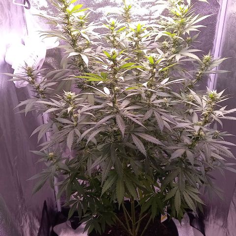 Purple Bud growlog timeline photo