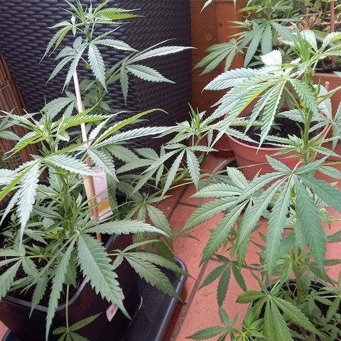 Purple Bud growlog timeline photo