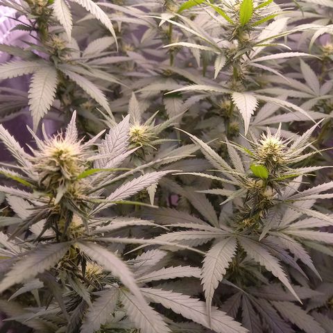 Purple Bud growlog timeline photo