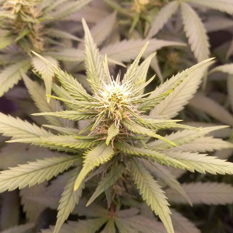 Purple Bud growlog timeline photo
