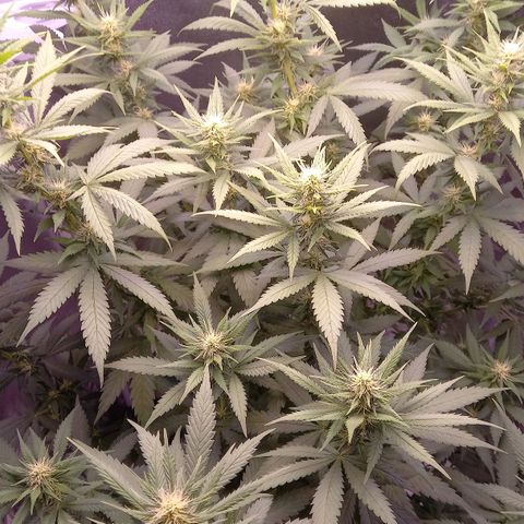 Purple Bud growlog timeline photo