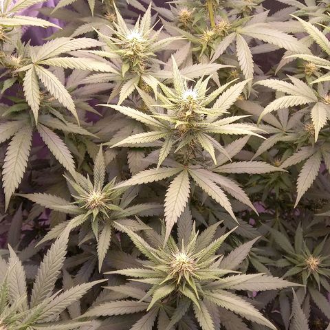 Purple Bud growlog timeline photo