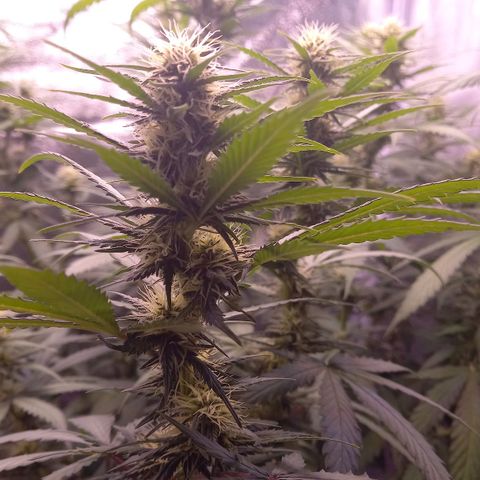 Purple Bud growlog timeline photo