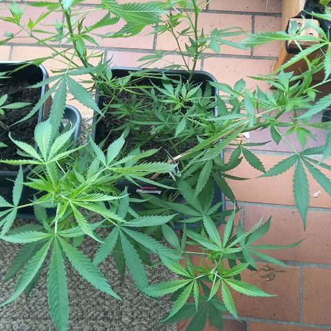 Purple Bud growlog timeline photo