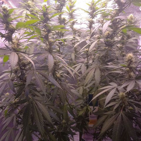 Purple Bud growlog timeline photo