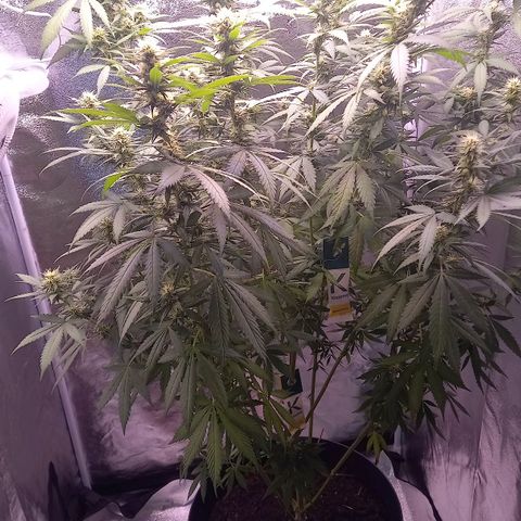 Purple Bud growlog timeline photo