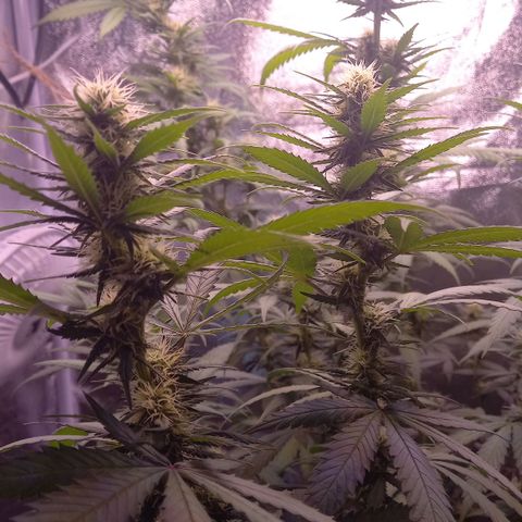 Purple Bud growlog timeline photo