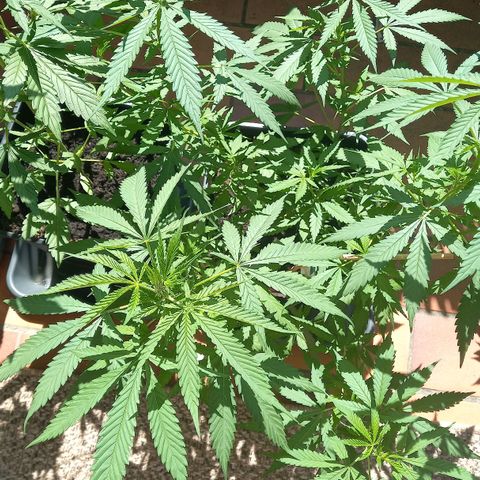 Purple Bud growlog photo: Clone