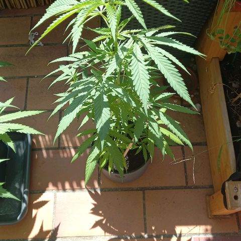 Purple Bud growlog photo: Clone
