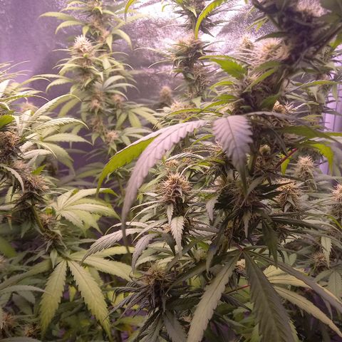 Purple Bud growlog photo: Mutterpflanze
