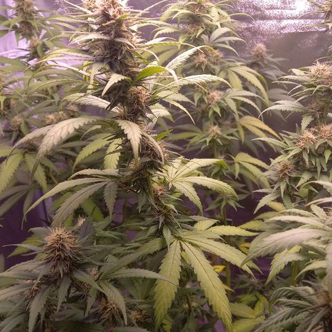 Purple Bud growlog photo: Mutterpflanze