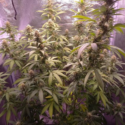 Purple Bud growlog photo: Mutterpflanze