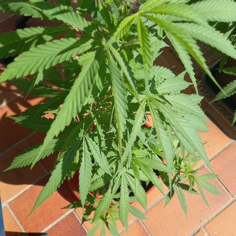 Purple Bud growlog photo: Klone