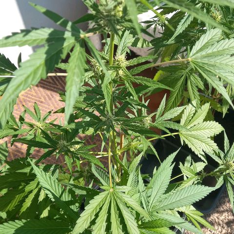 Purple Bud growlog photo: Klone