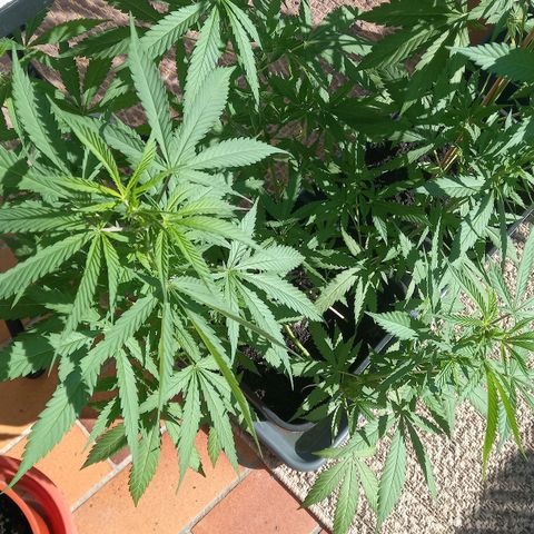 Purple Bud growlog photo: Klone