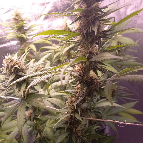 Purple Bud growlog timeline photo