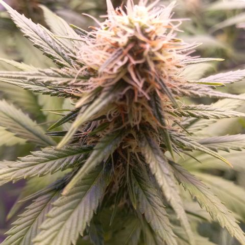 Purple Bud growlog timeline photo