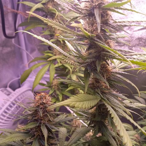 Purple Bud growlog timeline photo