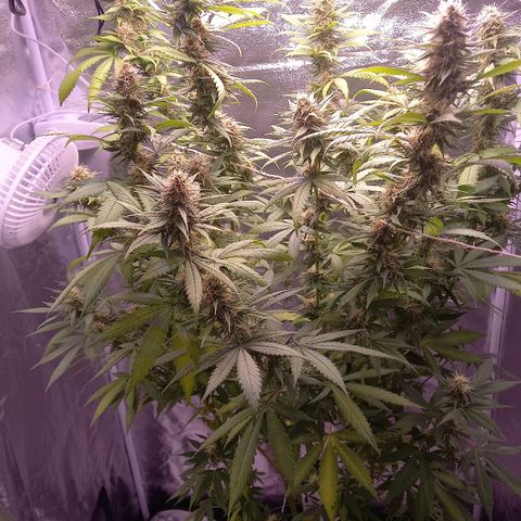 Purple Bud growlog timeline photo