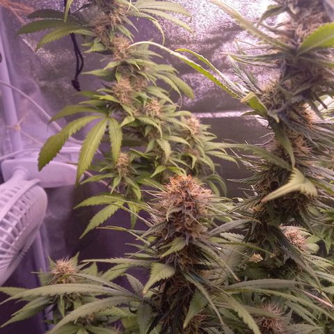 Purple Bud growlog timeline photo