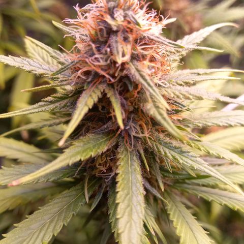 Purple Bud growlog timeline photo