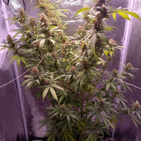 Purple Bud growlog timeline photo